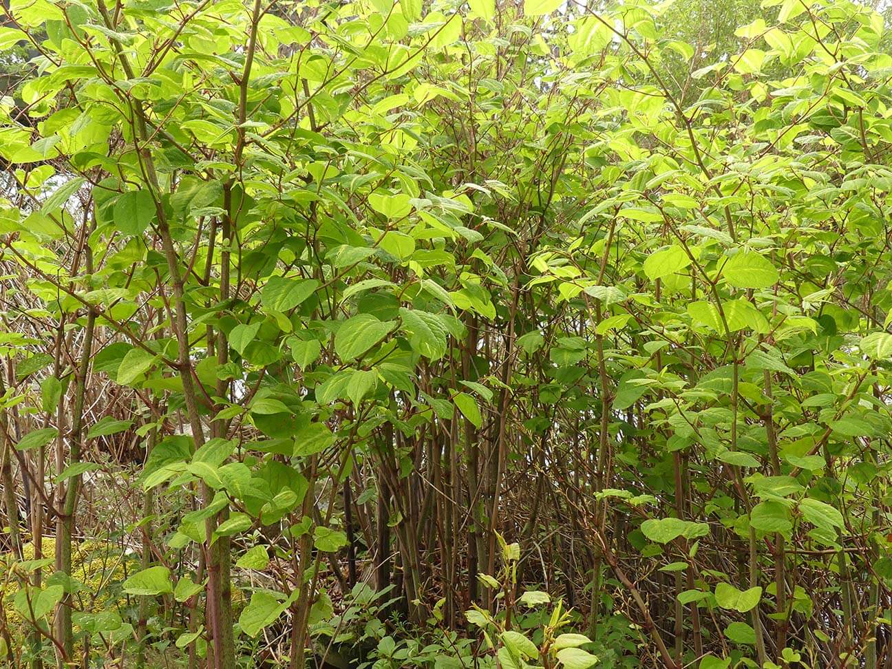 Knot the end of the world? An agent’s guide to Japanese knotweed